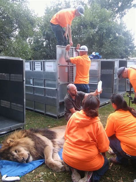 Oh My Lions Tigers And Bears Rescued By The Wild Animal Sanctuary In