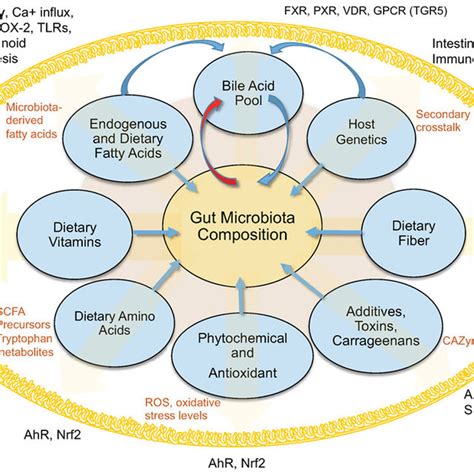 Interactions Between Diet Gut Microbiota And The Host Within The