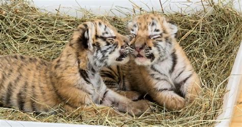 Abgenommene Tiger Babys Derzeit Im Tiergarten Schönbrunn Snat