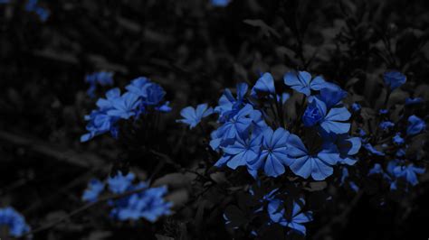 Blue Flowers Pictures Images Know More About The Rarest Blue Flowers