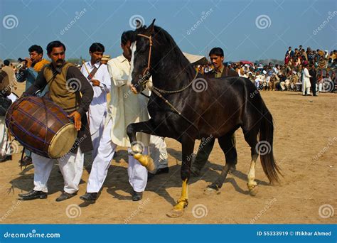 Dancing Horse Editorial Stock Image Image Of Held Punjab 55333919