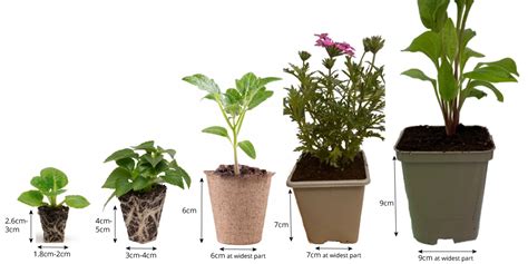 Plug Plants Size Guide