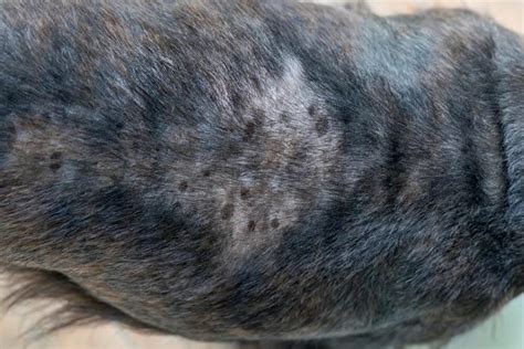 Help My Dog Has Dry Flaky Skin And Is Losing Hair Raised Right