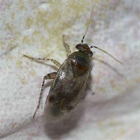 Insekten bett → ultimativer kaufratgeber top insekten betten bester preis: Winzige Wanze im Schlafzimmer (14.07.10) --> Campylomma ...