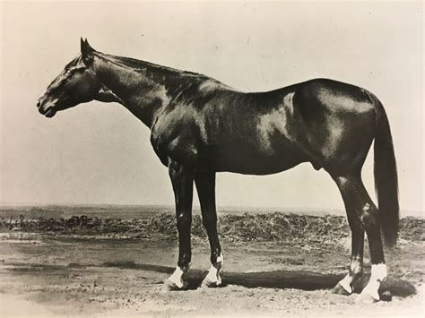 Lexington The Granddaddy Of Them All Page Bloodstock Archives
