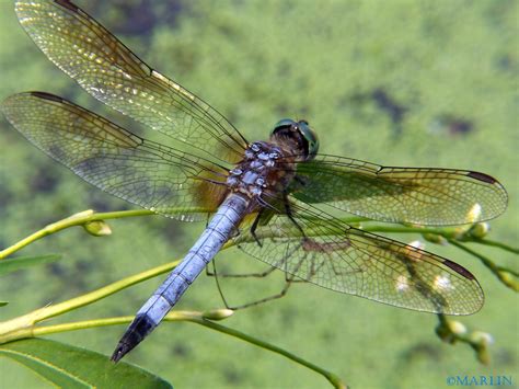 Blue Dasher Dragonfly Life Cycle