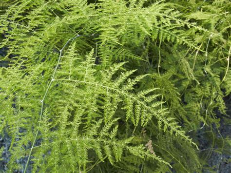 How To Grow And Care For Asparagus Fern