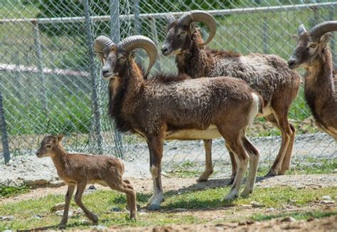 Mouflon Wild Sheep Φιλόνεικος Ιππασία Καφέ Ζωολογικός Κήπος
