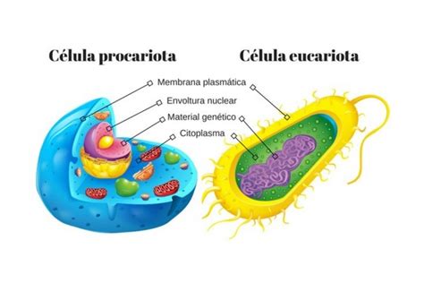 Las 13 Diferencias Entre Célula Eucariota Y Procariota