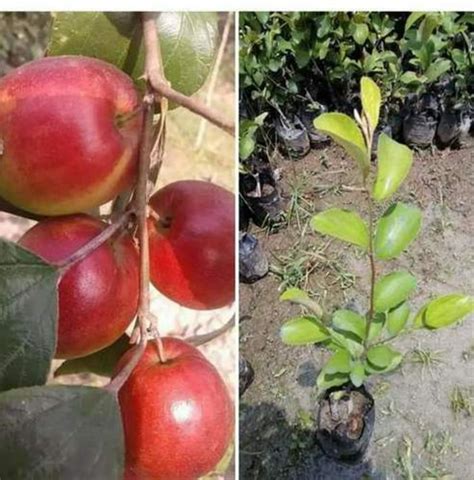 Fruit Well Watered Thai Red Apple Ber Plant For Fruits At Rs 55plant In Prayagraj
