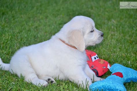 We did not find results for: Arrow: English Golden Retriever puppy for sale near ...