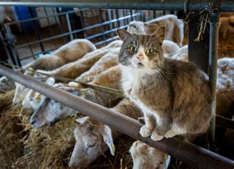 How To Best Care For Barn Cats Petmd
