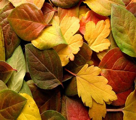 Dry Leaves Dry Leaves Hd Wallpaper Peakpx