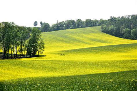 Gelbe Wiese Foto And Bild Landschaft Äcker Felder And Wiesen Natur