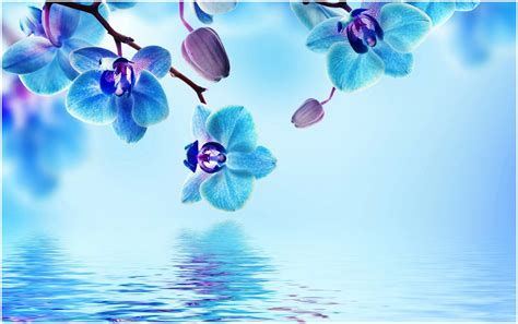 Blue Orchid Flower Hd Wallpaper 9hd Wallpapers