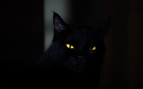 Download Wallpapers 4k Bombay Cat Close Up Pets Yellow Eyes Black