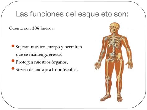 Cuales Son Las Funciones De Los Huesos Y Del Esqueleto Resumen Buscar