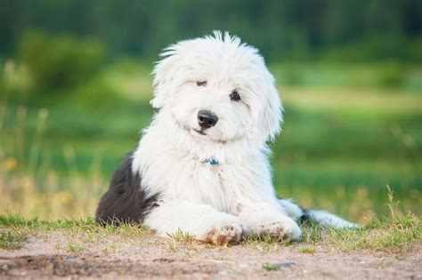 Old english sheepdog puppies can make a great addition to a family with children. Información de Perros de la Raza Old English Sheepdog ...