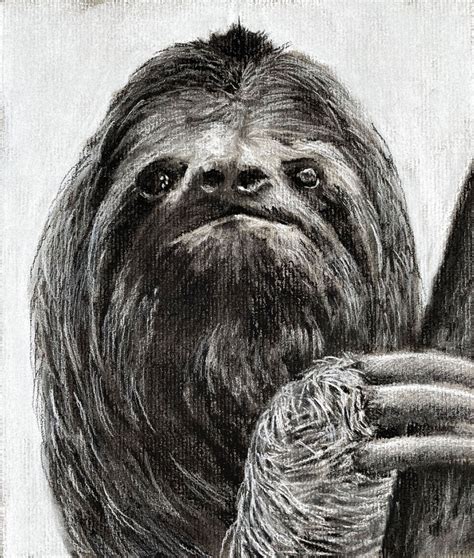 How To Draw A Sloth With Charcoal
