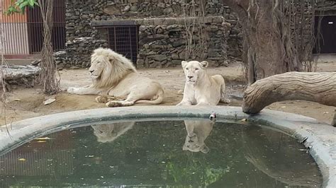 Karachi Zoo Revamping The Oldest Animal Habitat In Pakistan Exclusive