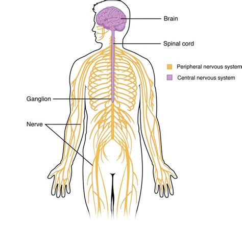 Structure And Function Of The Nervous System Anatomy