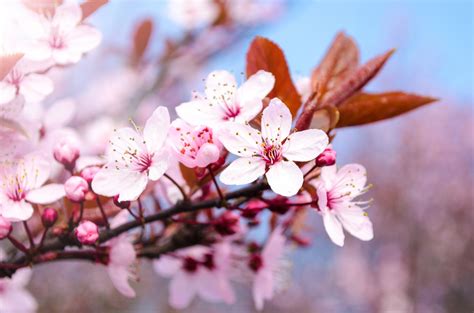 Pink Blossom Flowers On A Branch Free Stock Photo Public Domain Pictures
