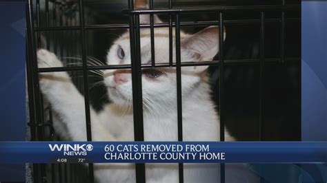 60 Cats Removed From Port Charlotte Home