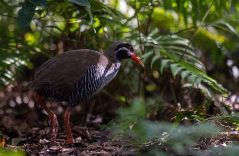 Why Okinawa is a Birdwatching Paradise | VISIT OKINAWA JAPAN | Official