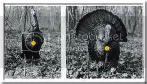Arrow Shot Placement For Turkeys New Jersey Hunters