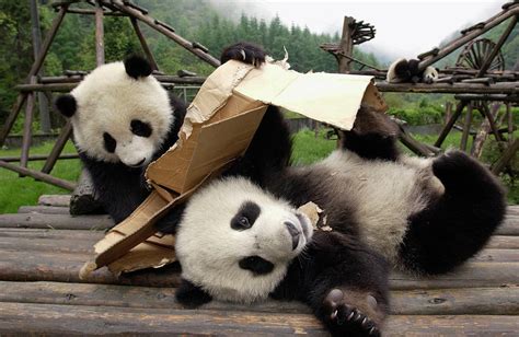Panda Cubs Playing