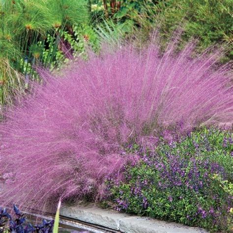 Pink Muhly Grass Cotton Candy Pink Grass Pink Grass Ornamental