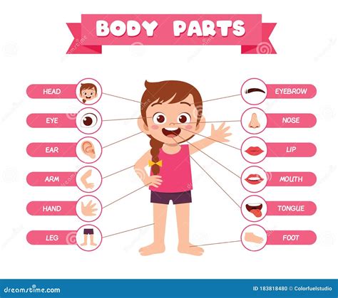 Little Boy Anatomy