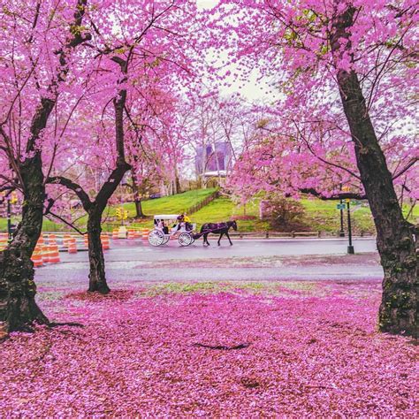 Central Park Springtime New York City By Vivienne Gucwa Central