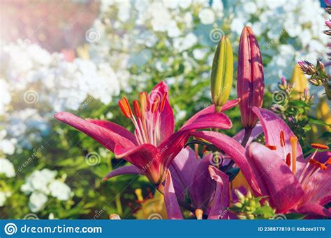 Red Flowering Lilies And Buds That Have Not Blossomed Stock Photo