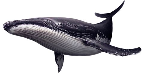 Whale Png Download Image Png All Png All