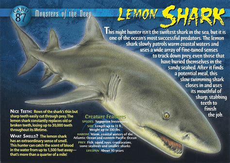 Lemon Shark Wierd Nwild Creatures Wiki Fandom Powered