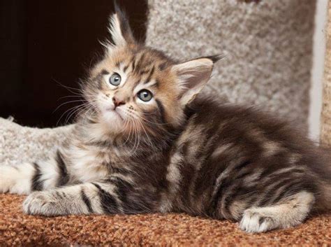Maine coon kittens are so fluffy and cute it's easy to understand why they have become so popular especially if they can be adopted for free… when looking at kittens there are things you can look for the help you ensure what you are looking at is a maine coon kitten and the real deal… Tipps für die Erziehung einer Maine-Coon-Katze
