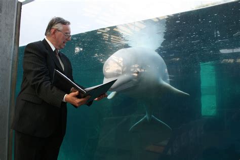 Juno The Beluga Whale Learns His Lines For The Wedding At Mystic