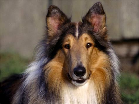 The purpose of this page is to promote discussion of the collie breed or general canine topics. Pretty Collie - rough collie Photo (10546262) - Fanpop