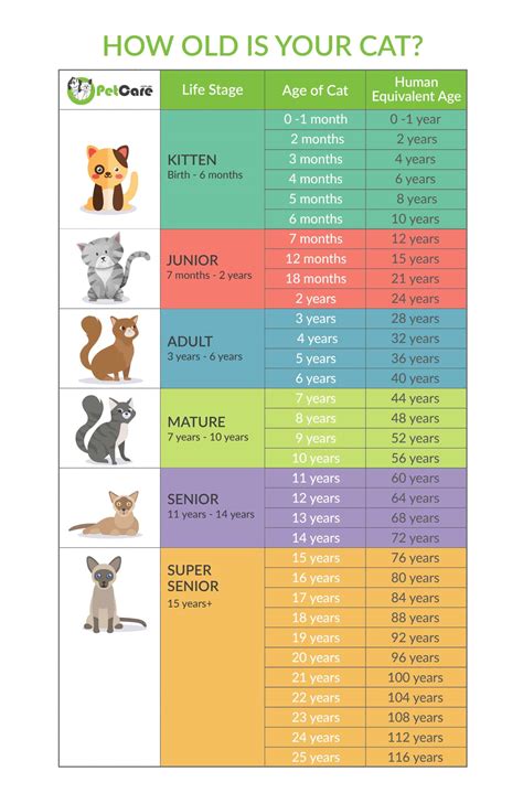 Cat Years To Human Years Calculator And Chart Its Not 1 To 15