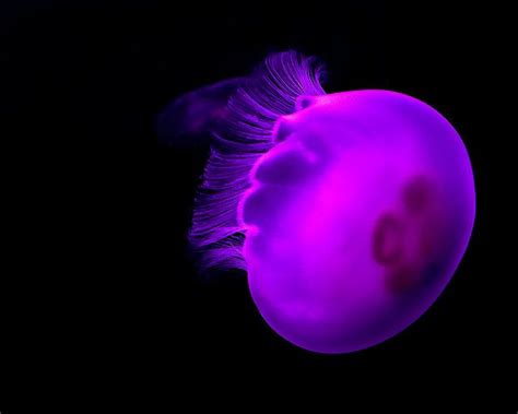 Moon Jellyfish Jellyfish Seattle Aquarium Water Animals