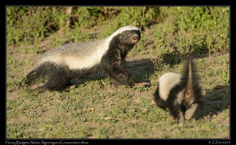 Show Us Your Honey Badgers Your Africa Images Safaritalk