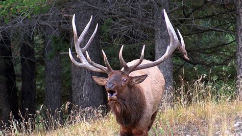 Largest Elk Bull Herding His Harem During The Rut Youtube