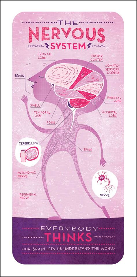 This diagram shows the components of the central nervous system. nervous system by rachel ignotofsky | Illustration | Pinterest | The nerve, Neurons and Skeletal ...