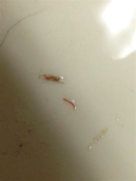 Found A Bunch Of These Tiny Red Worms In My Dogs Water Bowl What Are