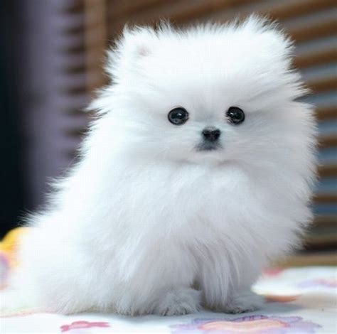1000 Images About Mini Pomeranians On Pinterest I Love