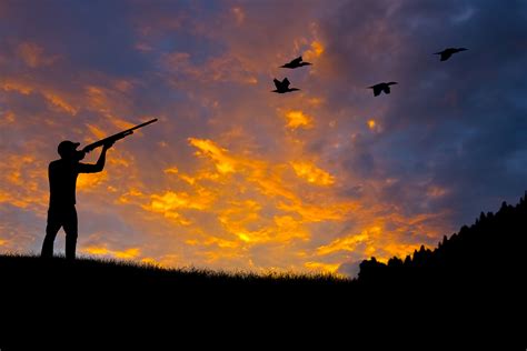 All Signs Point To Exceptional Dove Hunting Season Williams Grand