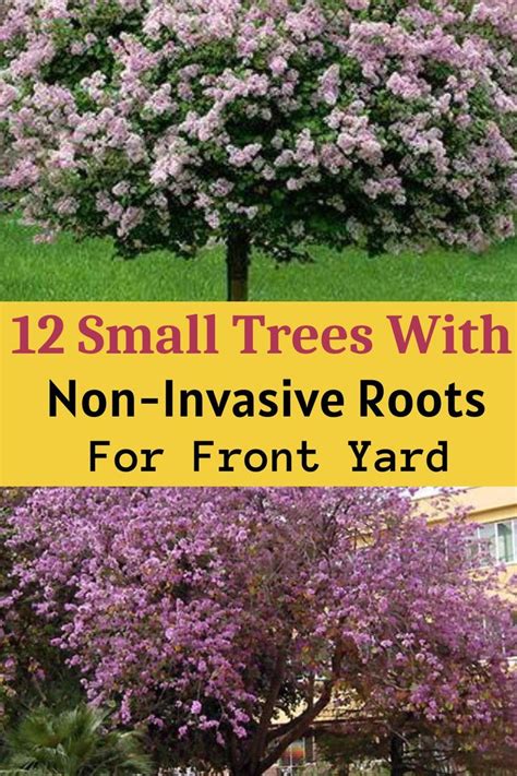 Small Trees With Non Invasive Roots For Front Yard Front Yard Tree