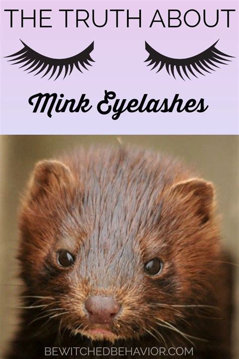 The Truth About Mink Eyelashes And Animal Cruelty About Animal