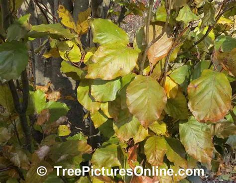 Beech Tree Pictures Photos Images Facts On Beech Trees